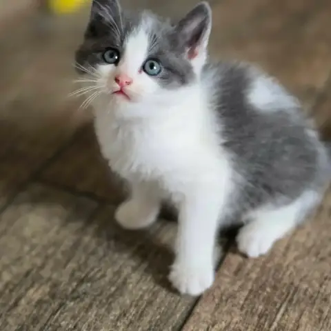 Lola