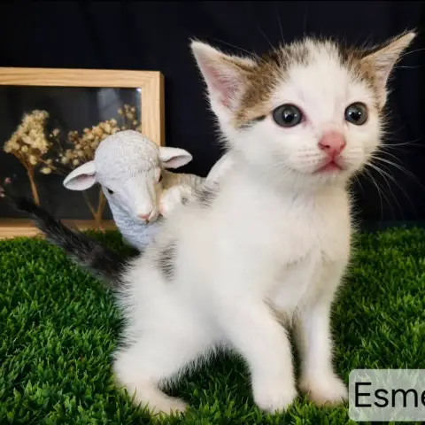 Esmeralda