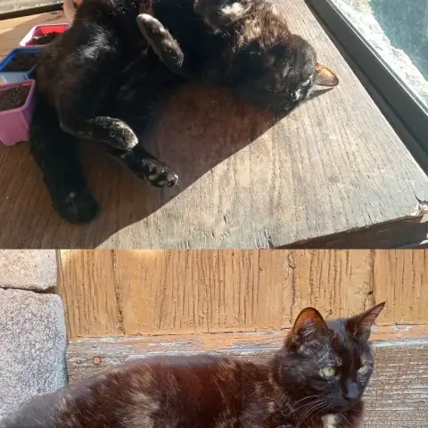 Salem