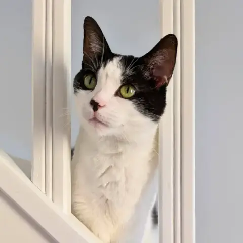 Cybèle