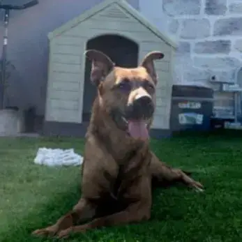 Simba photo 3