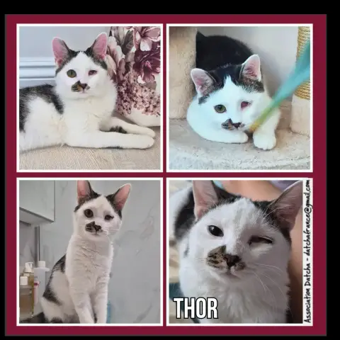 Thor