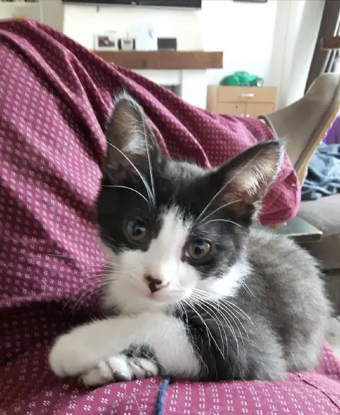 Ferdinand photo 2