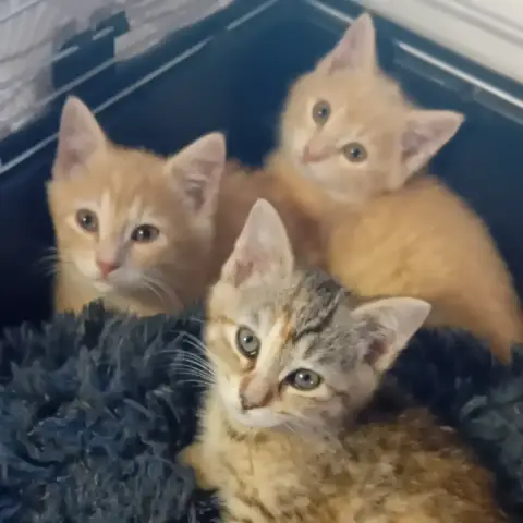 3 Petits Chatons photo 2