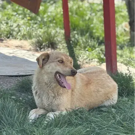 Blonda