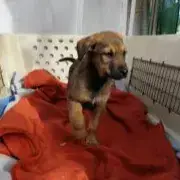 Noah-Urgence photo 2