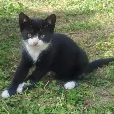 Tifilou