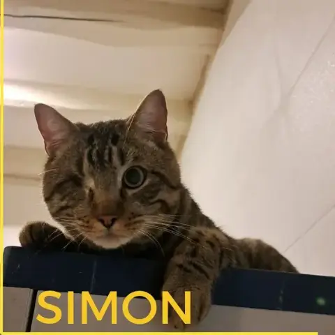 Simon photo 3