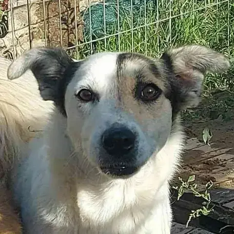 Akela photo 2