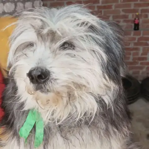 Pedro photo 2