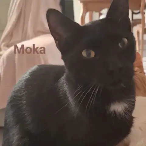 Cachou Et/Ou Moka photo 2
