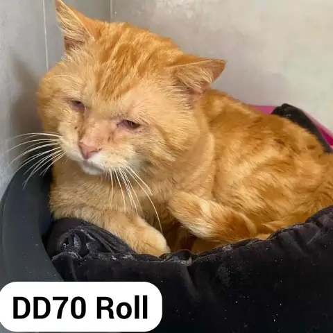 Roll