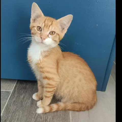 Woody