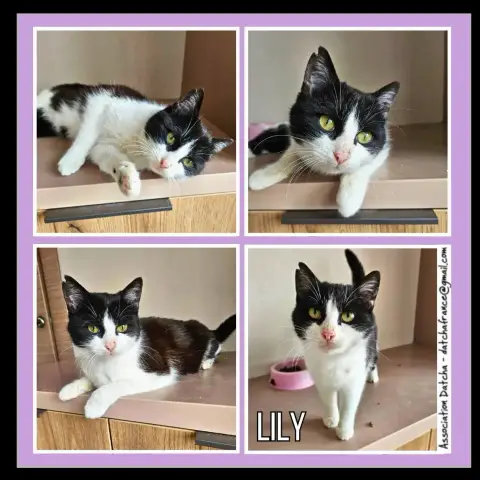 Lily