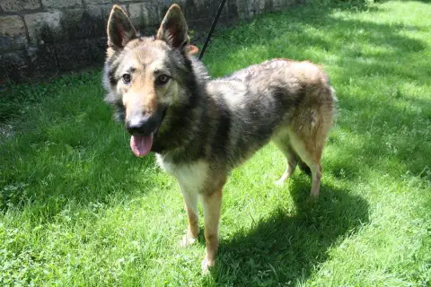 Nalah