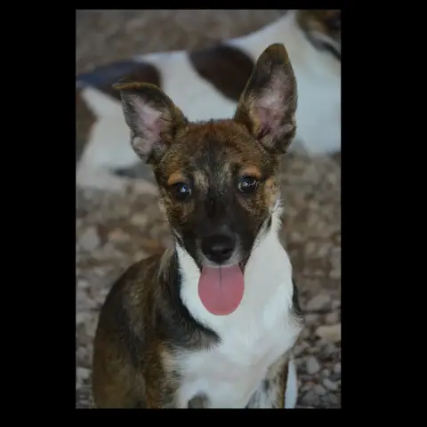 Adopter Praline