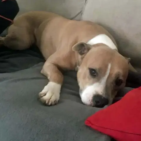 Nala photo 3