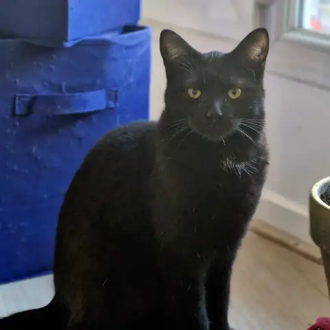 Angmar