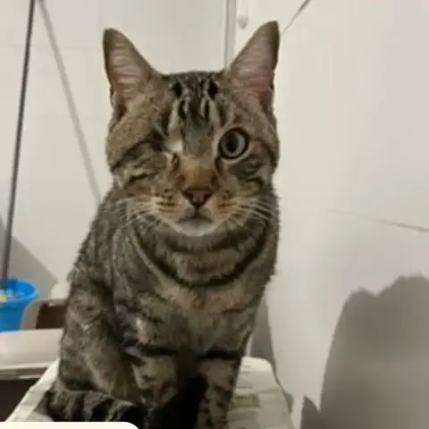 Simon