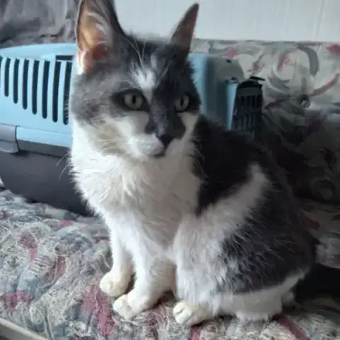 Rescue photo 3