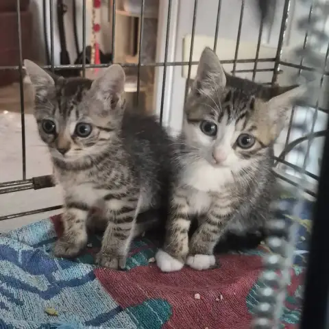 Birk Et Babouche