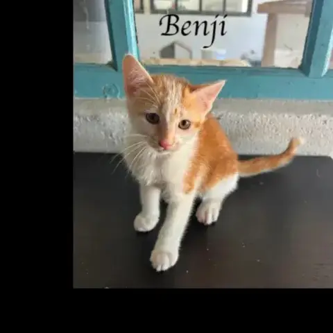 Benji