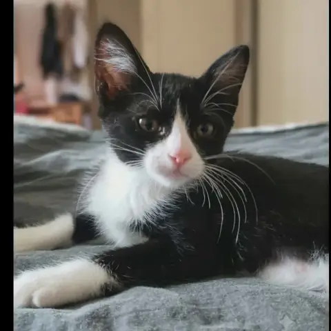 Petit Bou
