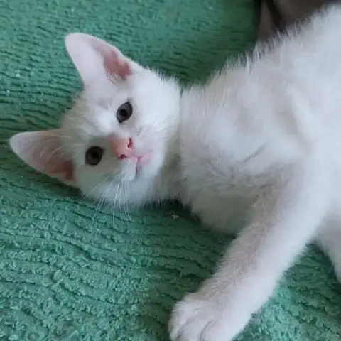 Blanko