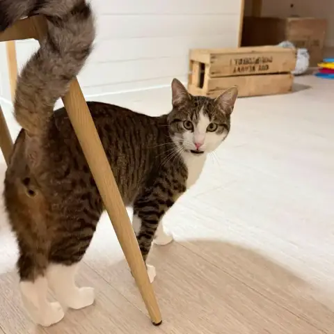Léo