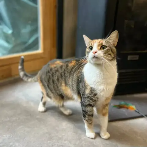 Mew photo 2
