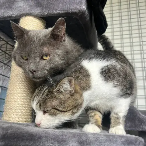 Boris Et Baron