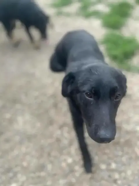 Bruno