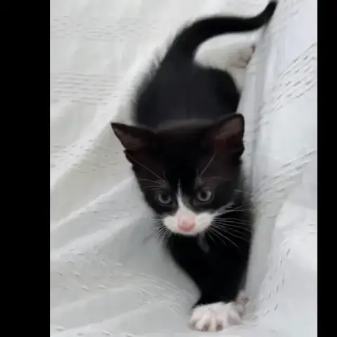 Volturi