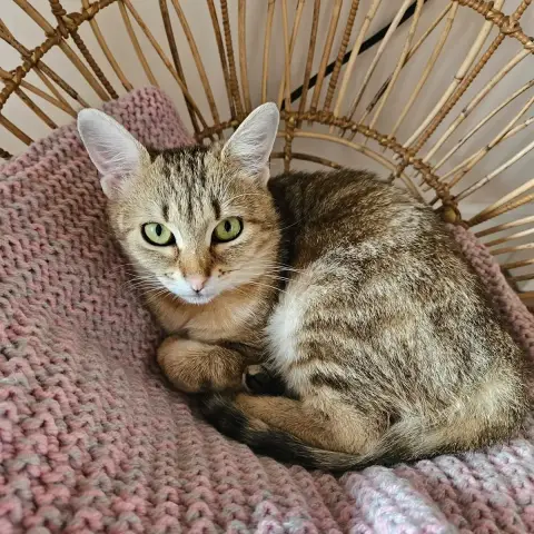 Arya photo 3
