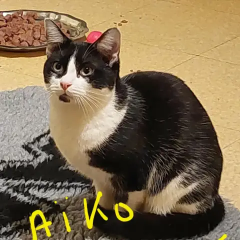 Aïko
