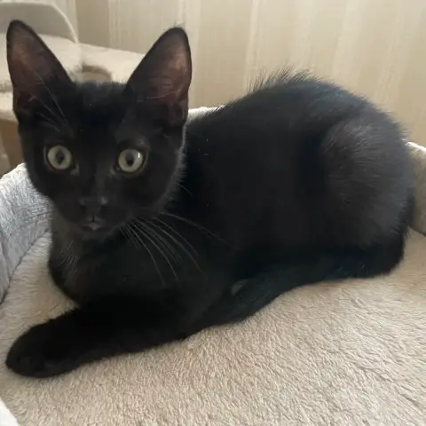 Bouba photo 2