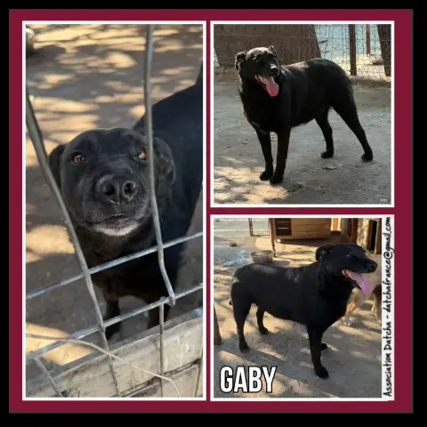 Gaby