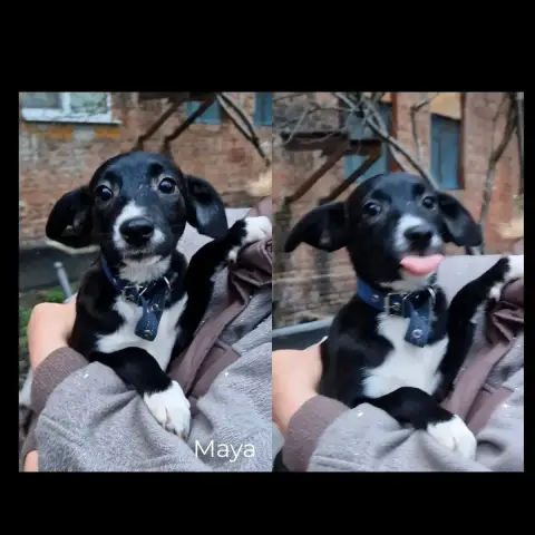 Maya