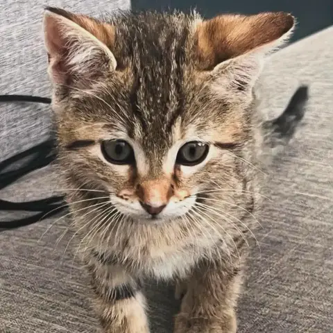Pypper