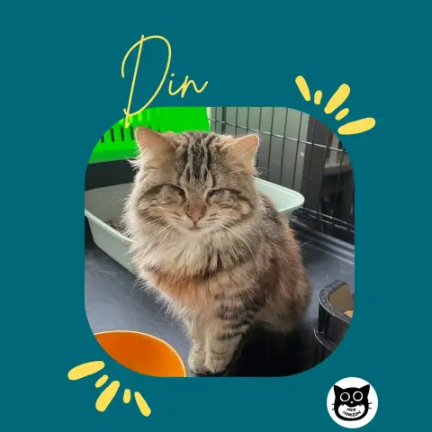 Din