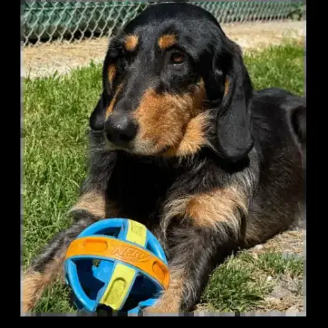 Woody photo 2