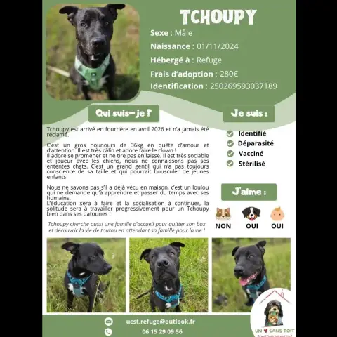 Tchoupy