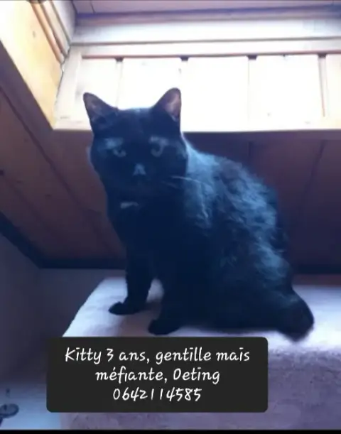 Kitty