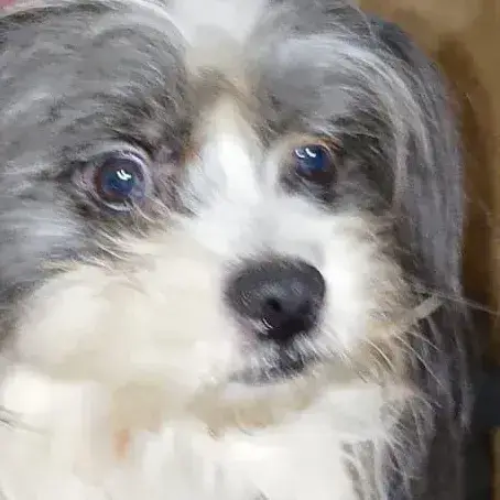 Olaf