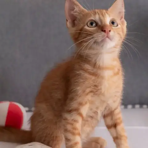 ✨️ Niro ✨️ 🐱 photo 2