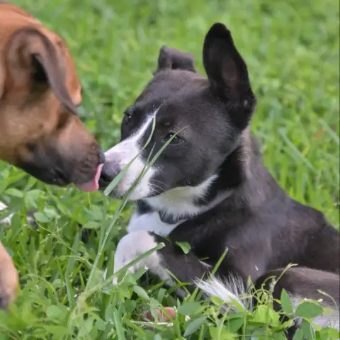 Brownie photo 2