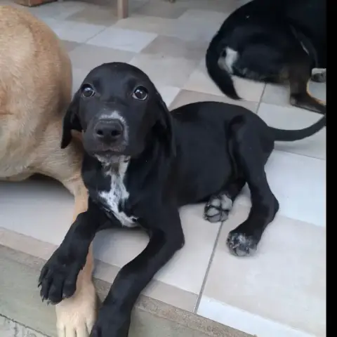 Nera