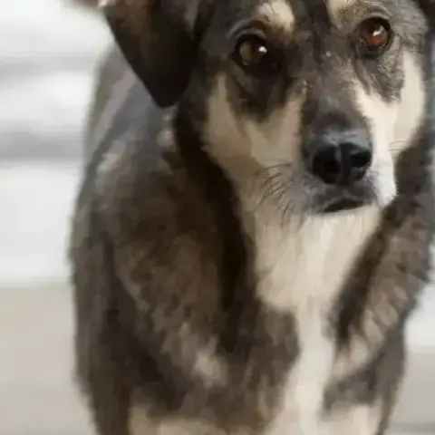 Falco photo 2