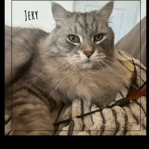 Jery