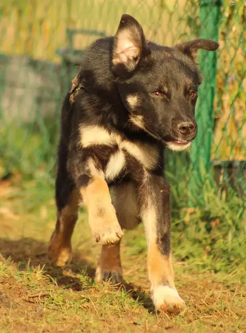 Snoopy Au Refuge Abm photo 2